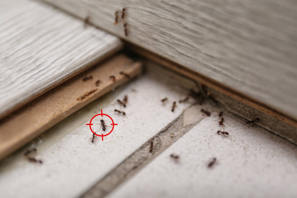 Best Best Pest Control Companies  in Earlysville, VA